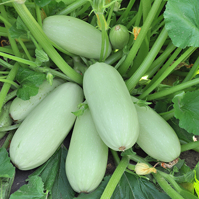 Кабачки «Грибовские 37»